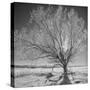 USA, Wyoming, Grand Teton National Park, Ice Tree-John Ford-Stretched Canvas