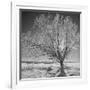 USA, Wyoming, Grand Teton National Park, Ice Tree-John Ford-Framed Photographic Print
