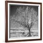 USA, Wyoming, Grand Teton National Park, Ice Tree-John Ford-Framed Photographic Print