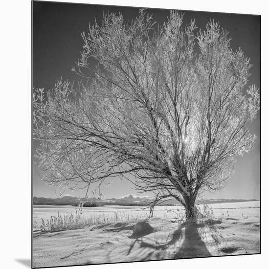 USA, Wyoming, Grand Teton National Park, Ice Tree-John Ford-Mounted Photographic Print