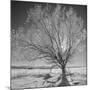 USA, Wyoming, Grand Teton National Park, Ice Tree-John Ford-Mounted Photographic Print