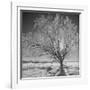 USA, Wyoming, Grand Teton National Park, Ice Tree-John Ford-Framed Photographic Print