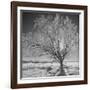 USA, Wyoming, Grand Teton National Park, Ice Tree-John Ford-Framed Photographic Print