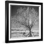 USA, Wyoming, Grand Teton National Park, Ice Tree-John Ford-Framed Photographic Print