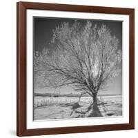 USA, Wyoming, Grand Teton National Park, Ice Tree-John Ford-Framed Photographic Print