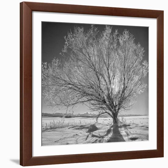 USA, Wyoming, Grand Teton National Park, Ice Tree-John Ford-Framed Photographic Print