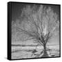 USA, Wyoming, Grand Teton National Park, Ice Tree-John Ford-Framed Stretched Canvas