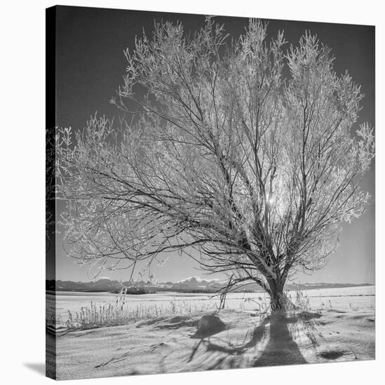 USA, Wyoming, Grand Teton National Park, Ice Tree-John Ford-Stretched Canvas