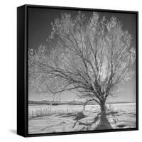 USA, Wyoming, Grand Teton National Park, Ice Tree-John Ford-Framed Stretched Canvas