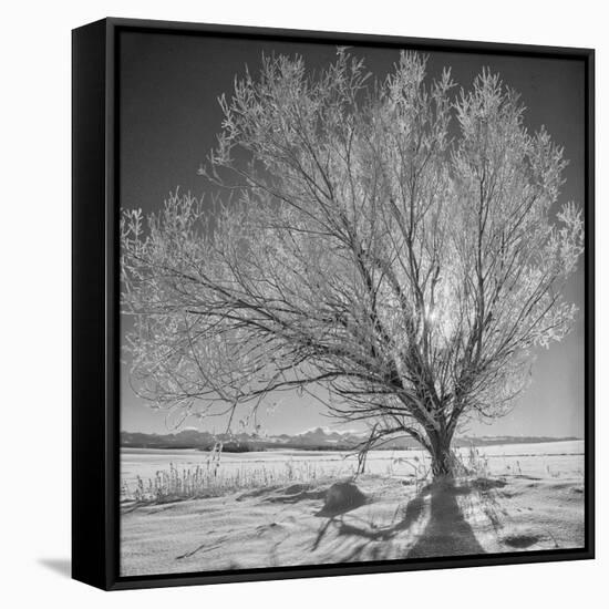 USA, Wyoming, Grand Teton National Park, Ice Tree-John Ford-Framed Stretched Canvas