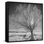 USA, Wyoming, Grand Teton National Park, Ice Tree-John Ford-Framed Stretched Canvas