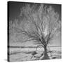 USA, Wyoming, Grand Teton National Park, Ice Tree-John Ford-Stretched Canvas