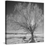 USA, Wyoming, Grand Teton National Park, Ice Tree-John Ford-Stretched Canvas