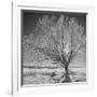 USA, Wyoming, Grand Teton National Park, Ice Tree-John Ford-Framed Photographic Print