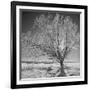 USA, Wyoming, Grand Teton National Park, Ice Tree-John Ford-Framed Photographic Print