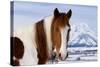 USA, Wyoming, Grand Teton National Park. Pinto Horse and Mount Moran in Winter-Jaynes Gallery-Stretched Canvas