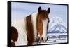 USA, Wyoming, Grand Teton National Park. Pinto Horse and Mount Moran in Winter-Jaynes Gallery-Framed Stretched Canvas