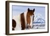 USA, Wyoming, Grand Teton National Park. Pinto Horse and Mount Moran in Winter-Jaynes Gallery-Framed Photographic Print