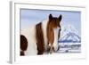 USA, Wyoming, Grand Teton National Park. Pinto Horse and Mount Moran in Winter-Jaynes Gallery-Framed Photographic Print