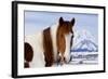 USA, Wyoming, Grand Teton National Park. Pinto Horse and Mount Moran in Winter-Jaynes Gallery-Framed Photographic Print