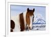 USA, Wyoming, Grand Teton National Park. Pinto Horse and Mount Moran in Winter-Jaynes Gallery-Framed Photographic Print