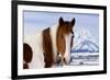 USA, Wyoming, Grand Teton National Park. Pinto Horse and Mount Moran in Winter-Jaynes Gallery-Framed Photographic Print