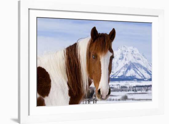 USA, Wyoming, Grand Teton National Park. Pinto Horse and Mount Moran in Winter-Jaynes Gallery-Framed Photographic Print