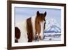 USA, Wyoming, Grand Teton National Park. Pinto Horse and Mount Moran in Winter-Jaynes Gallery-Framed Photographic Print