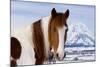 USA, Wyoming, Grand Teton National Park. Pinto Horse and Mount Moran in Winter-Jaynes Gallery-Mounted Photographic Print