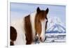 USA, Wyoming, Grand Teton National Park. Pinto Horse and Mount Moran in Winter-Jaynes Gallery-Framed Photographic Print