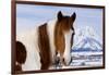 USA, Wyoming, Grand Teton National Park. Pinto Horse and Mount Moran in Winter-Jaynes Gallery-Framed Photographic Print