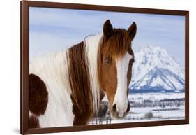 USA, Wyoming, Grand Teton National Park. Pinto Horse and Mount Moran in Winter-Jaynes Gallery-Framed Photographic Print