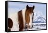 USA, Wyoming, Grand Teton National Park. Pinto Horse and Mount Moran in Winter-Jaynes Gallery-Framed Stretched Canvas
