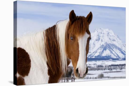 USA, Wyoming, Grand Teton National Park. Pinto Horse and Mount Moran in Winter-Jaynes Gallery-Stretched Canvas