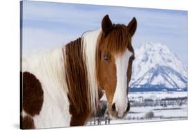 USA, Wyoming, Grand Teton National Park. Pinto Horse and Mount Moran in Winter-Jaynes Gallery-Stretched Canvas