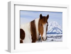 USA, Wyoming, Grand Teton National Park. Pinto Horse and Mount Moran in Winter-Jaynes Gallery-Framed Photographic Print