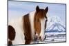 USA, Wyoming, Grand Teton National Park. Pinto Horse and Mount Moran in Winter-Jaynes Gallery-Mounted Photographic Print