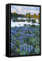 USA, Wyoming. Grand Teton National Park, Tetons, flowers foreground-George Theodore-Framed Stretched Canvas