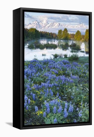 USA, Wyoming. Grand Teton National Park, Tetons, flowers foreground-George Theodore-Framed Stretched Canvas