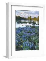USA, Wyoming. Grand Teton National Park, Tetons, flowers foreground-George Theodore-Framed Photographic Print