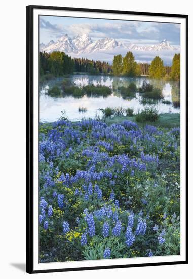 USA, Wyoming. Grand Teton National Park, Tetons, flowers foreground-George Theodore-Framed Premium Photographic Print