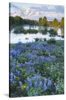 USA, Wyoming. Grand Teton National Park, Tetons, flowers foreground-George Theodore-Stretched Canvas