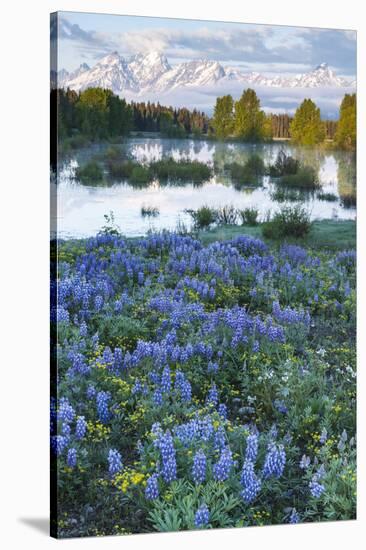 USA, Wyoming. Grand Teton National Park, Tetons, flowers foreground-George Theodore-Stretched Canvas