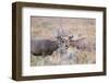 USA, Wyoming, Grand Teton National Park. Two Mule Deer bucks spar for dominance-Elizabeth Boehm-Framed Photographic Print