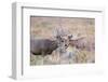 USA, Wyoming, Grand Teton National Park. Two Mule Deer bucks spar for dominance-Elizabeth Boehm-Framed Photographic Print