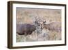 USA, Wyoming, Grand Teton National Park. Two Mule Deer bucks spar for dominance-Elizabeth Boehm-Framed Photographic Print