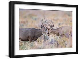 USA, Wyoming, Grand Teton National Park. Two Mule Deer bucks spar for dominance-Elizabeth Boehm-Framed Photographic Print