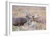 USA, Wyoming, Grand Teton National Park. Two Mule Deer bucks spar for dominance-Elizabeth Boehm-Framed Photographic Print