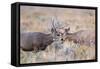 USA, Wyoming, Grand Teton National Park. Two Mule Deer bucks spar for dominance-Elizabeth Boehm-Framed Stretched Canvas