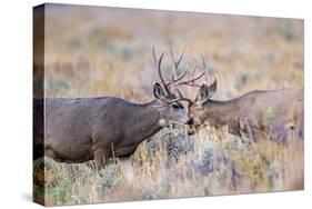 USA, Wyoming, Grand Teton National Park. Two Mule Deer bucks spar for dominance-Elizabeth Boehm-Stretched Canvas